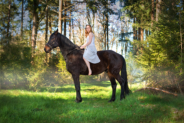 Paard in het bos